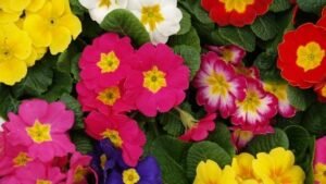 Annuals 2
