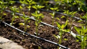 Dripline irrigation