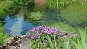 Ponds